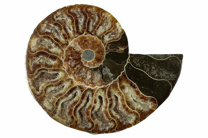 Cut & Polished Ammonite Fossil (Half) - Deep Crystal Pockets #344401